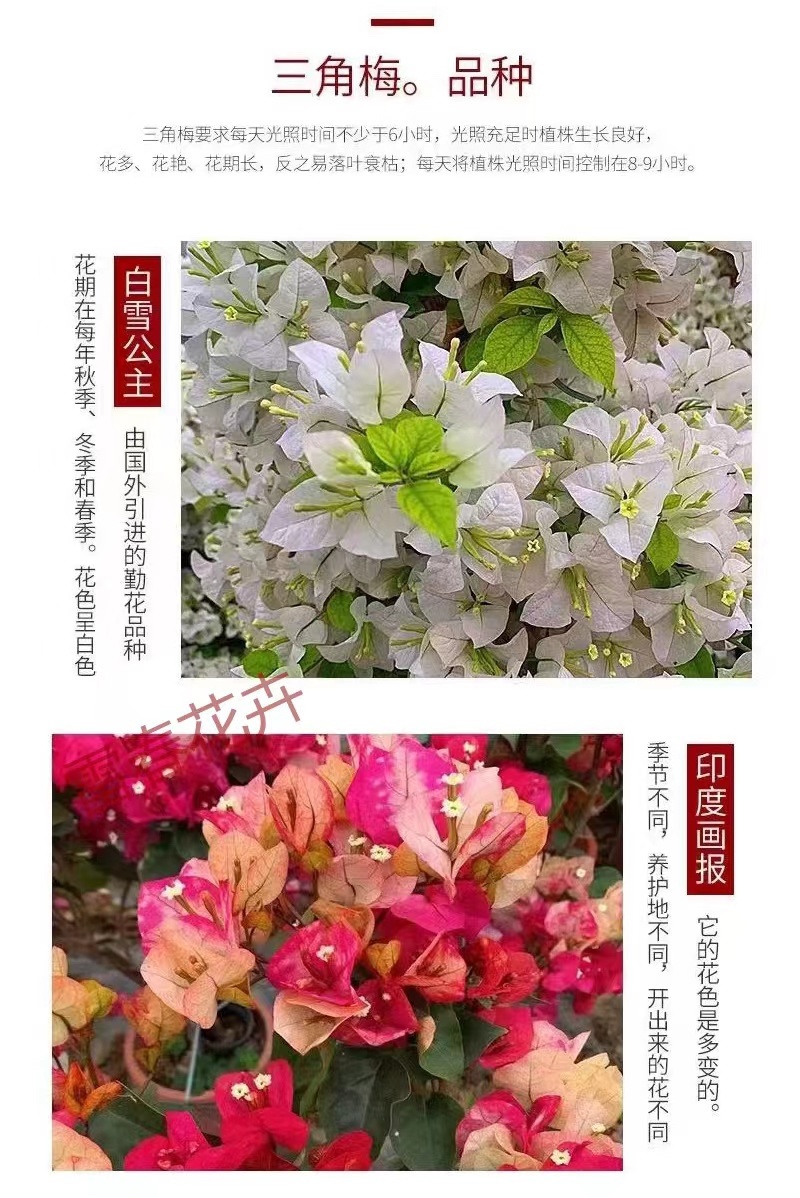 【100棵】云南重瓣彩色三角梅袋苗爬藤植物四季开花