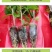 【100棵】云南重瓣彩色三角梅袋苗爬藤植物四季开花