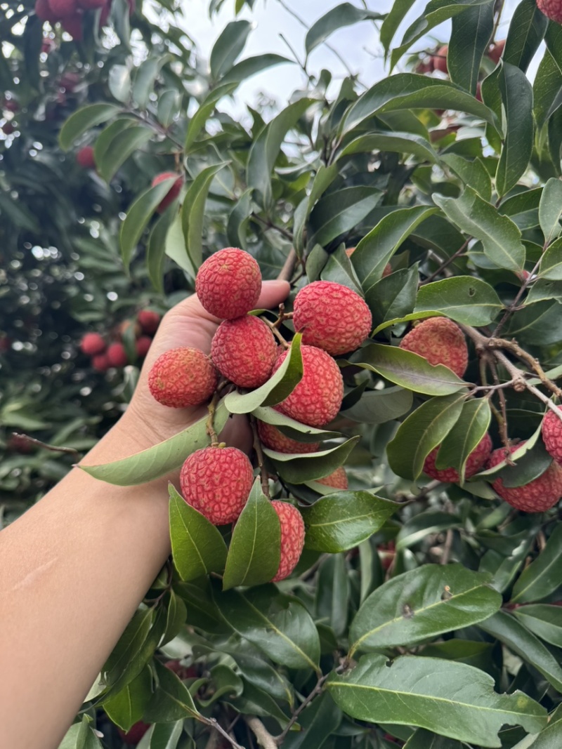 白糖罂荔枝，批发，社区团购，一件代发，整车