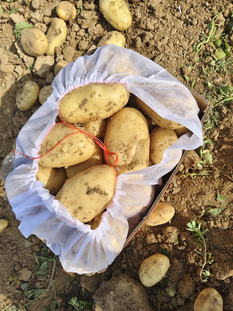甄选河南土豆大量上市，可供商超，电商，批发市场