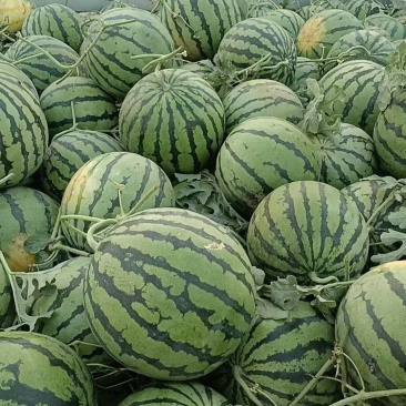山东大棚精品美都