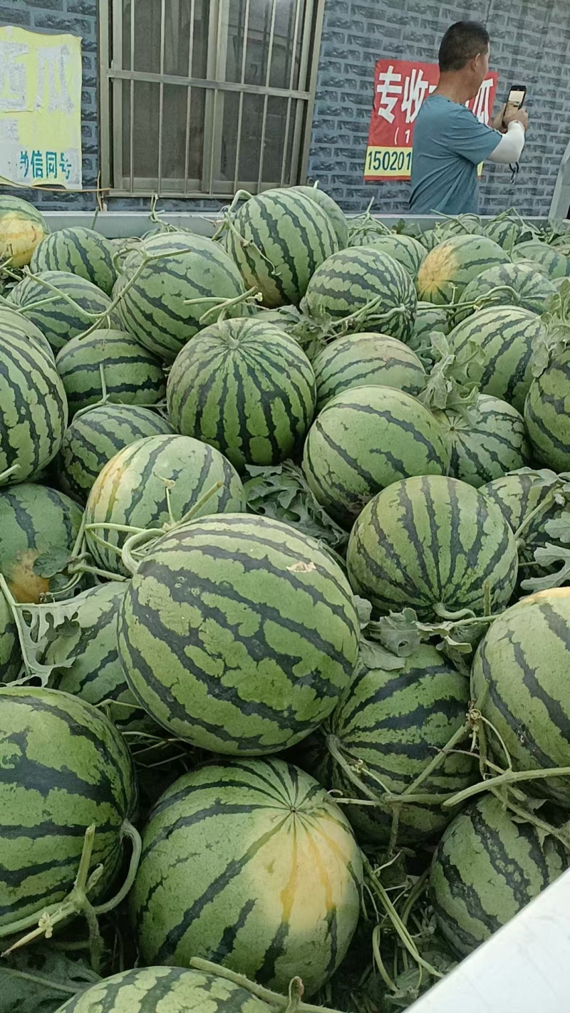 山东大棚精品美都