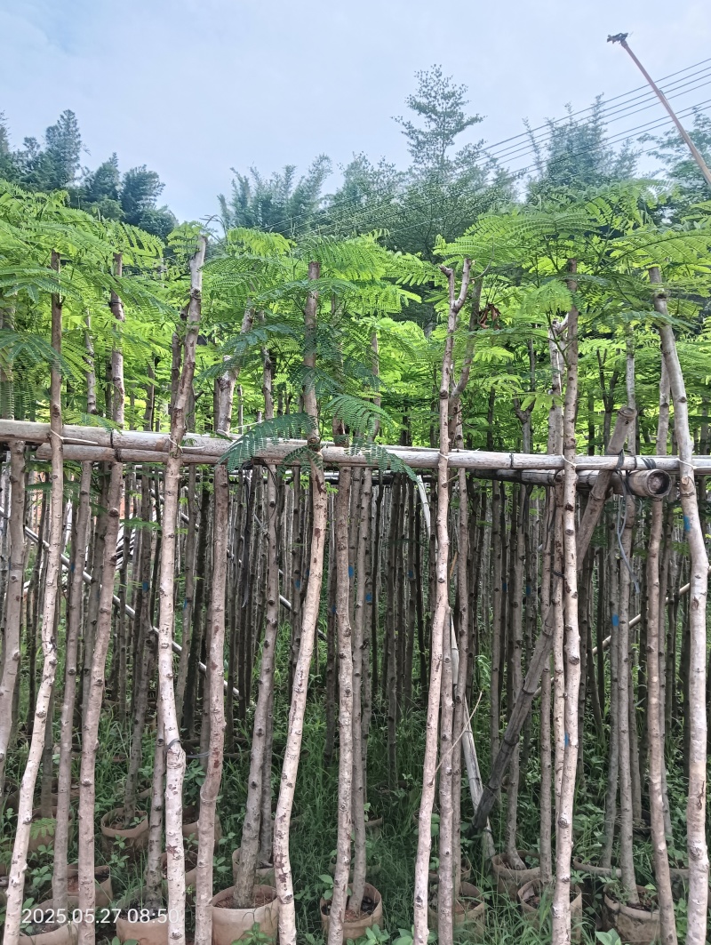 凤凰木