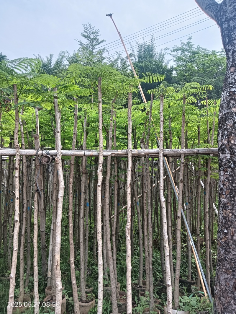 凤凰木
