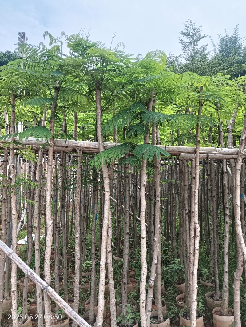 凤凰木