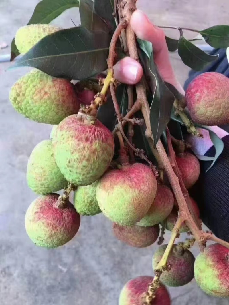 白糖罂，妃子笑，火山岩荔枝，大量上市，对接各大电一件代发