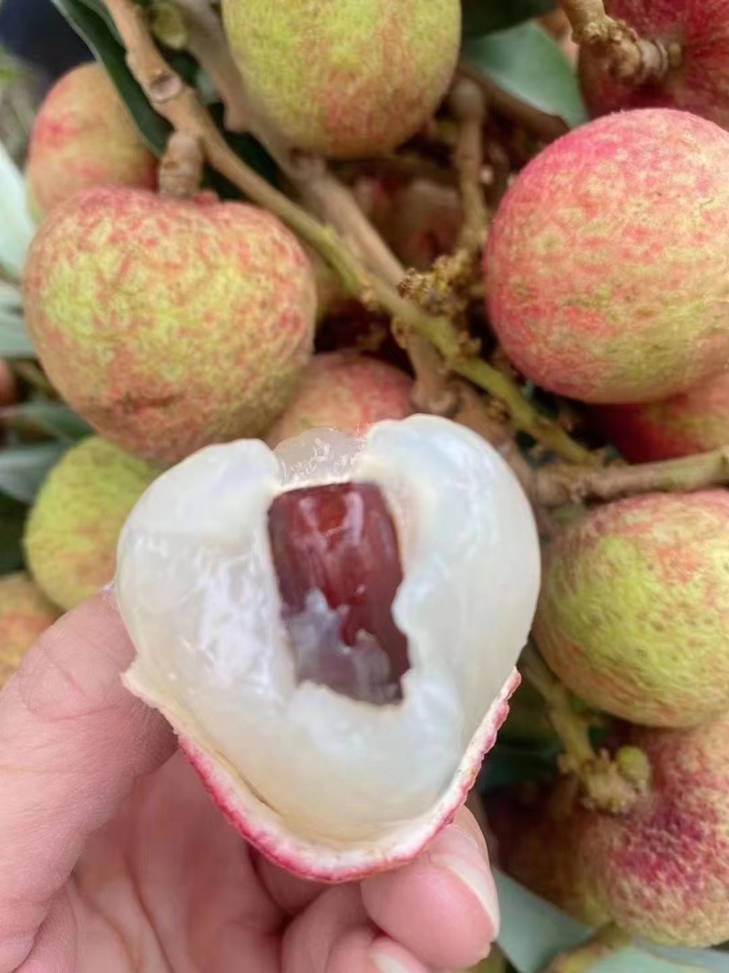 白糖罂，妃子笑，火山岩荔枝，大量上市，对接各大电一件代发
