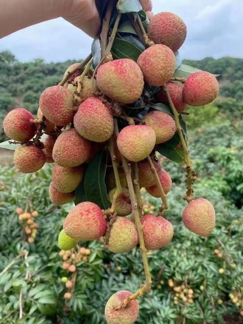 白糖罂，妃子笑，火山岩荔枝，大量上市，对接各大电一件代发