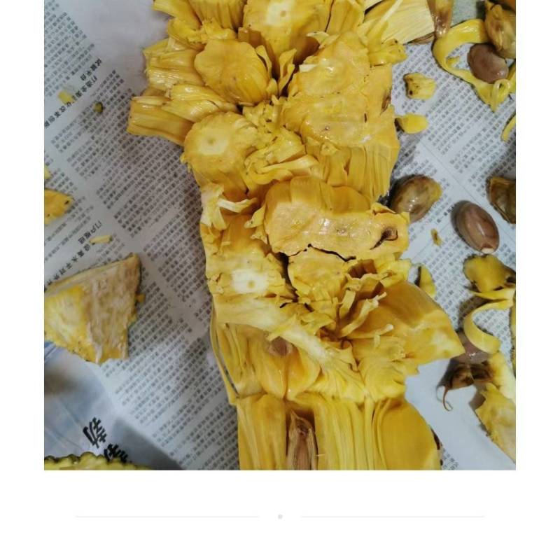 菠萝蜜6号***********