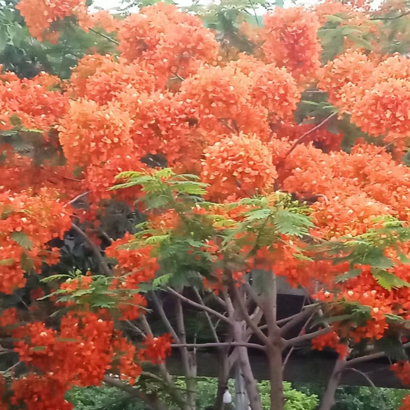 凤凰木