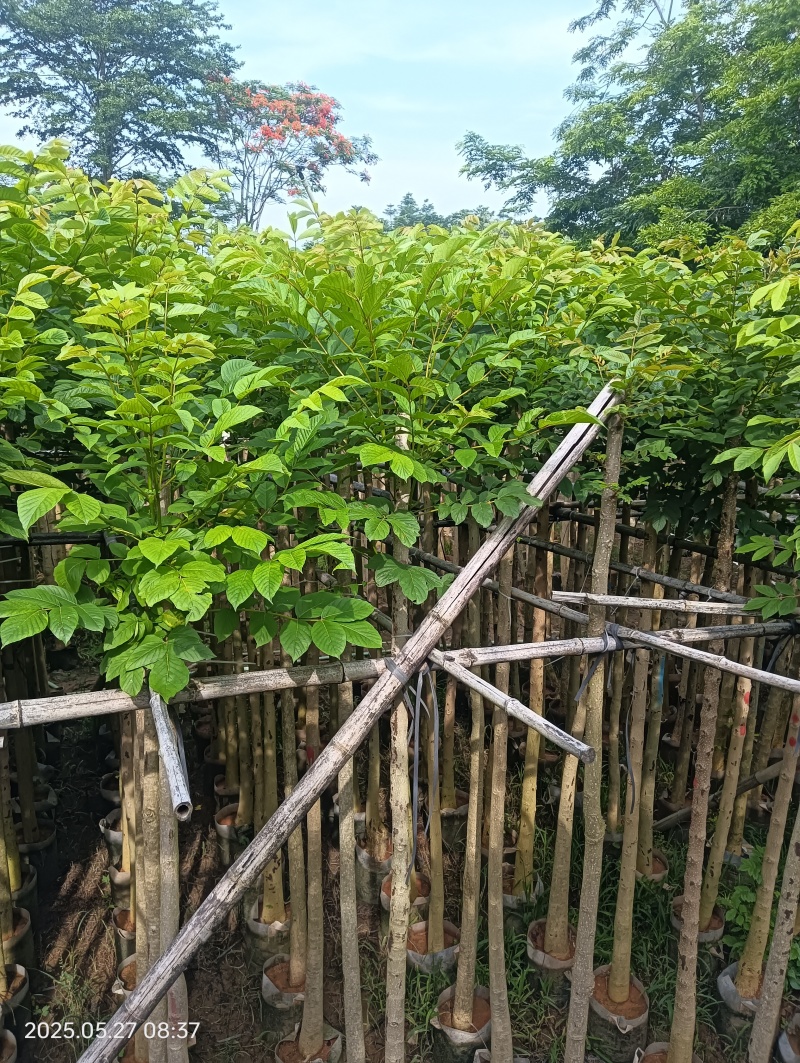 本地火焰木