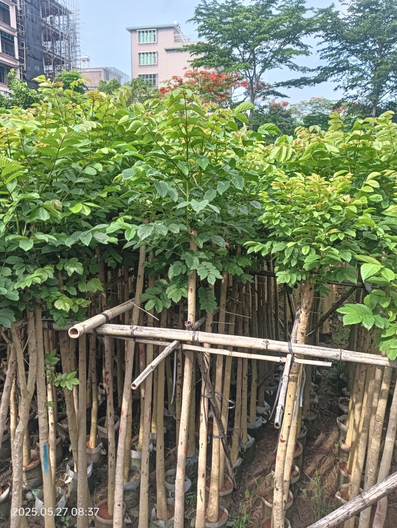 本地火焰木