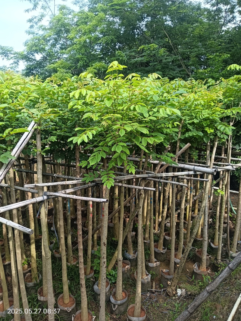 本地火焰木