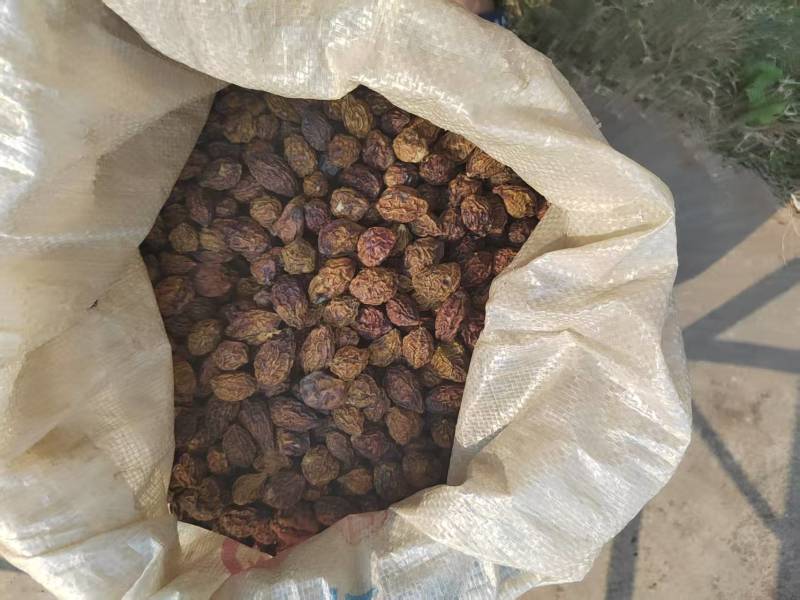 《云南》诃子直发保质保量对接全国量大从优