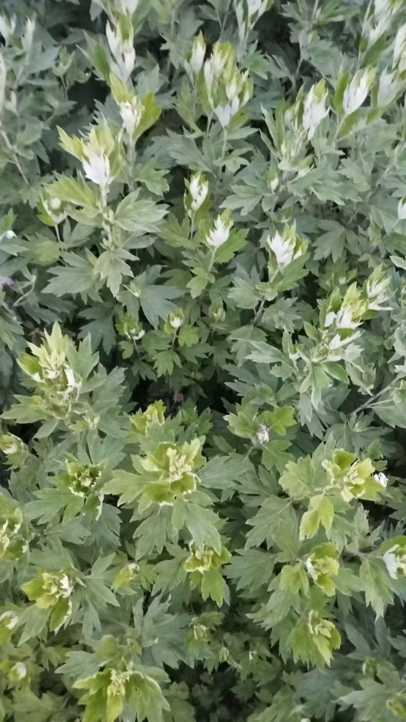 艾草