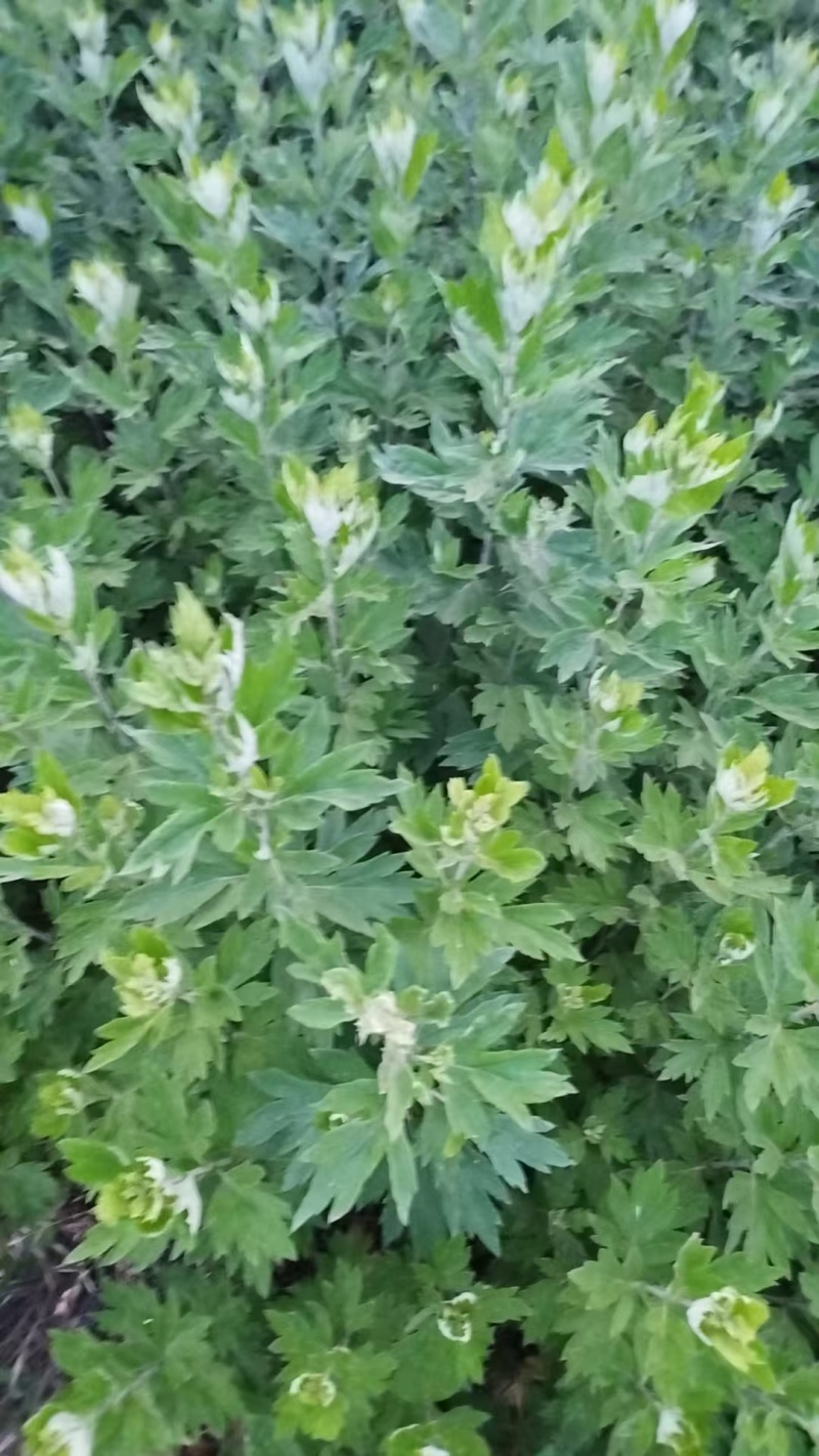 艾草