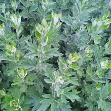 艾草