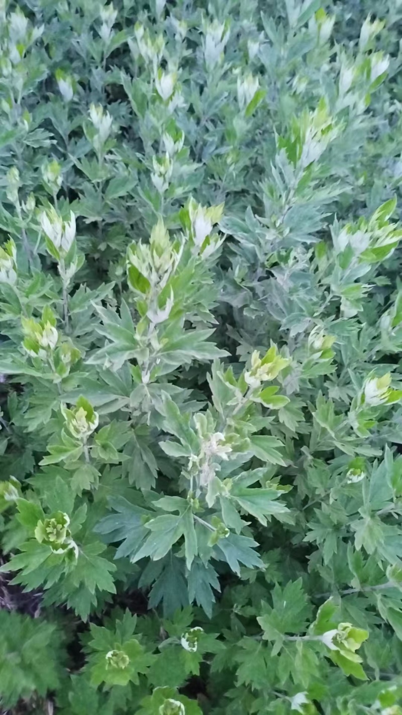 艾草