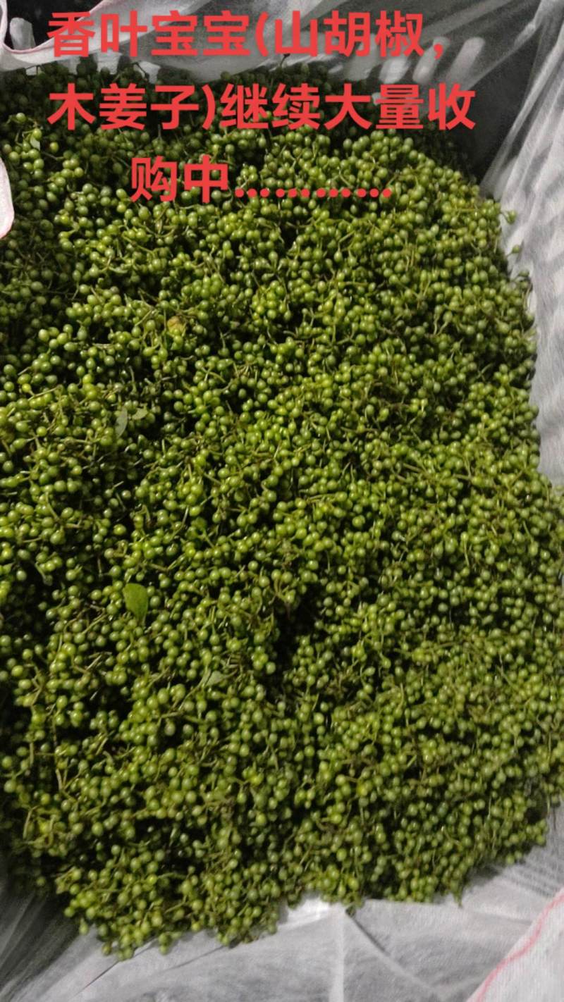 纯野生山胡椒(木姜子)