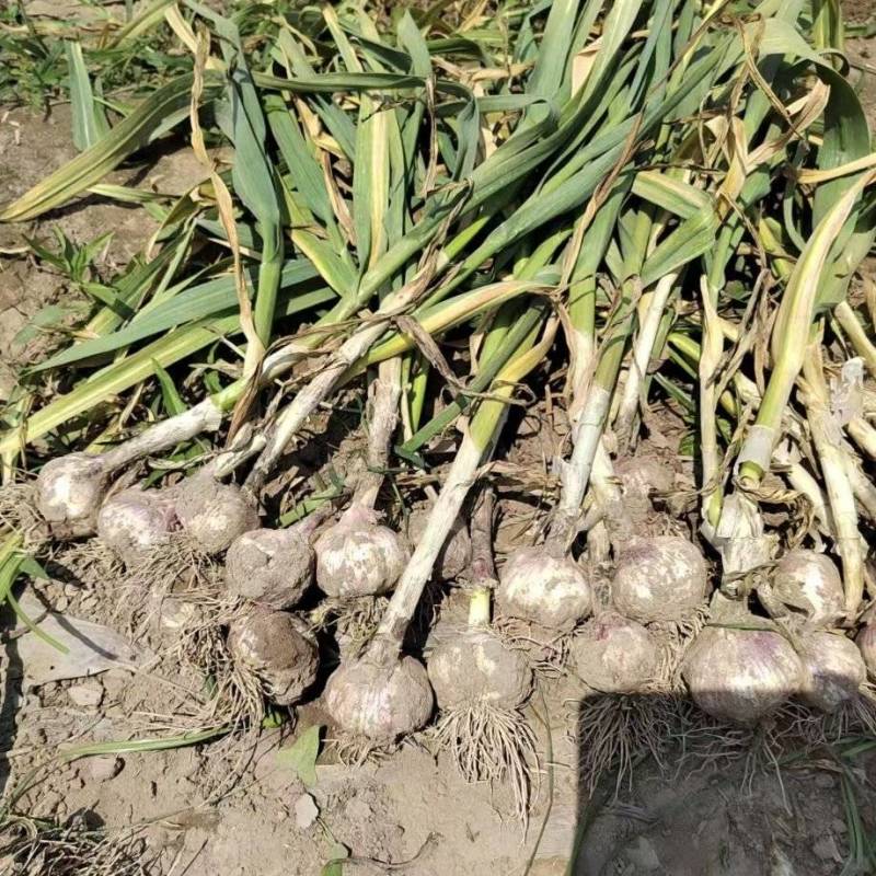 【推荐】河南紫皮大蒜产地直发量大从优欢迎来电