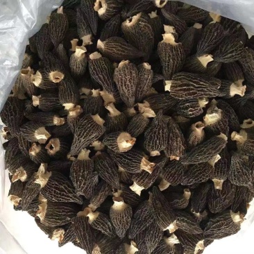 【产地直销】干羊肚菌各种品质，规格齐全，支持定做