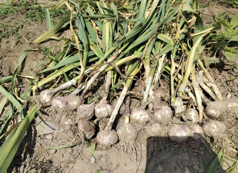 【推荐】河南紫皮大蒜产地直发量大从优欢迎来电