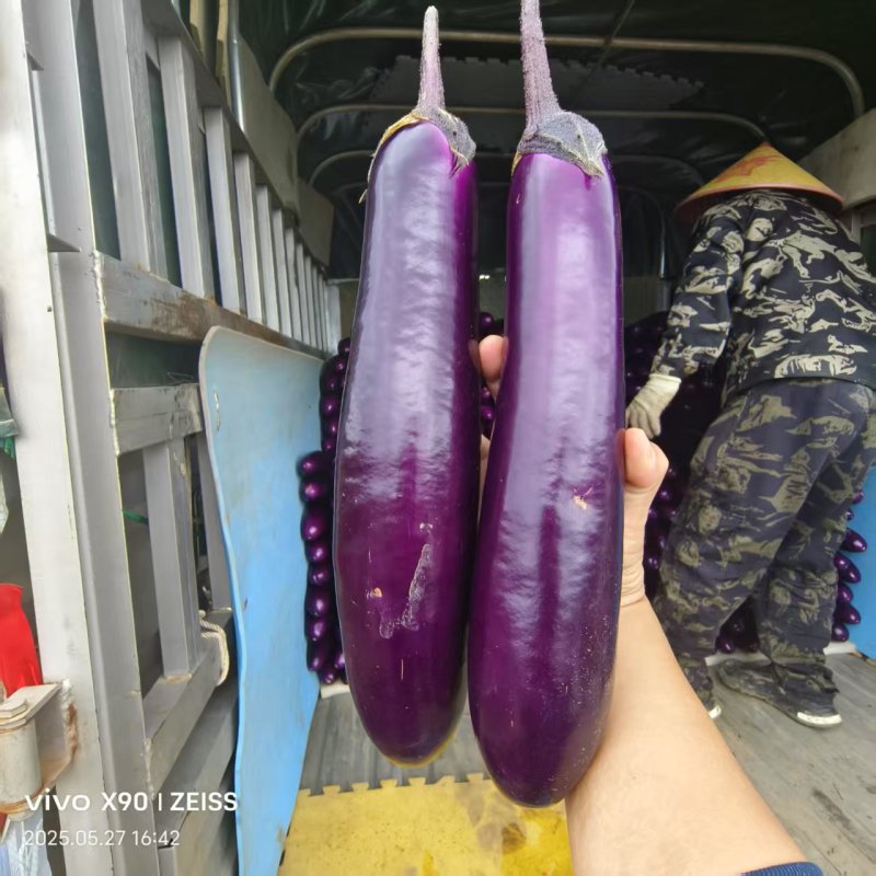 贵州蒙粤中茄一手货源产地直发全国供应