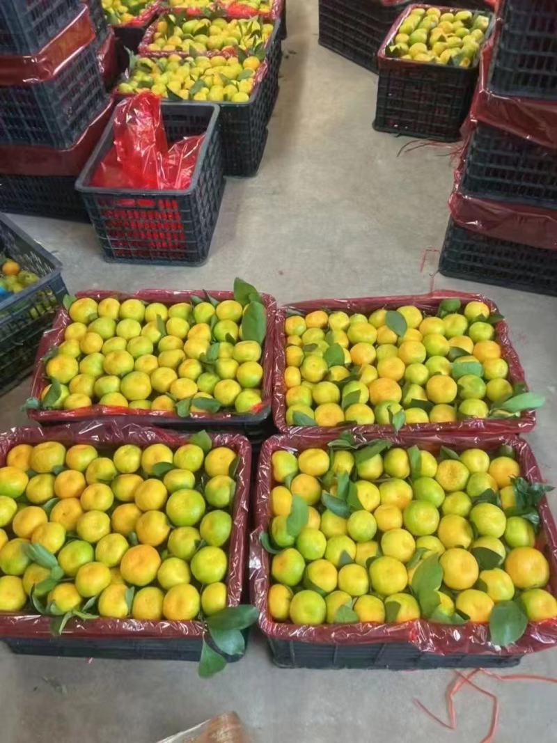 云南玉溪蜜橘产地直发量大从优可协助找车