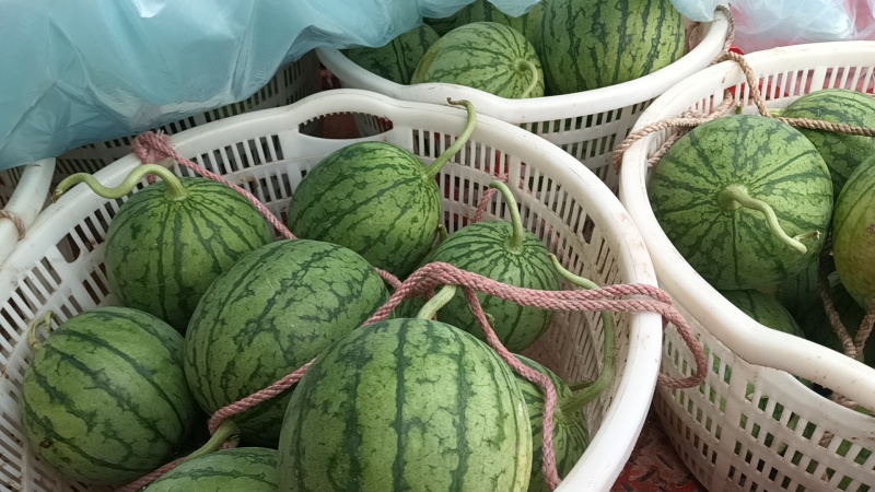 四川德阳大棚种植口口脆西瓜农户一手货源大量上市
