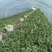 四川德阳大棚种植口口脆西瓜农户一手货源大量上市