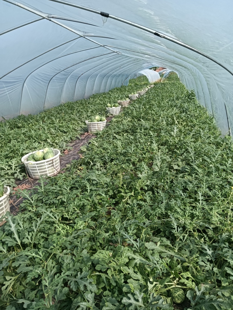 四川德阳大棚种植口口脆西瓜农户一手货源大量上市