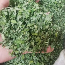 新货小叶鸡骨草