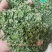 新货小叶鸡骨草