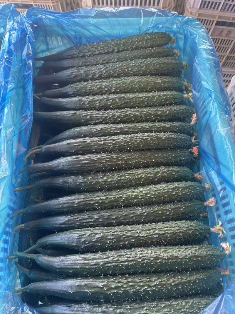 （牛）精品密刺黄瓜量大品质保证量大从优一手货源欢迎联系