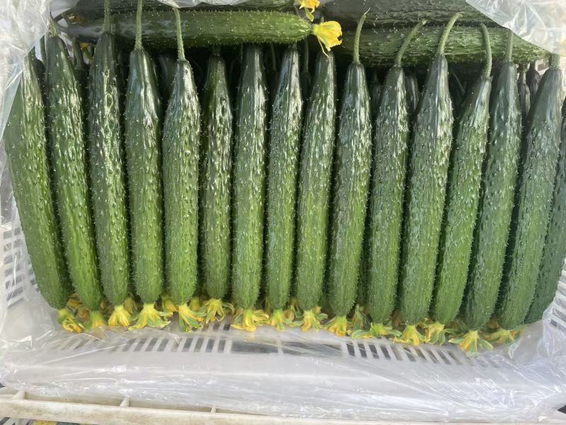 （牛）精品密刺黄瓜量大品质保证量大从优一手货源欢迎联系