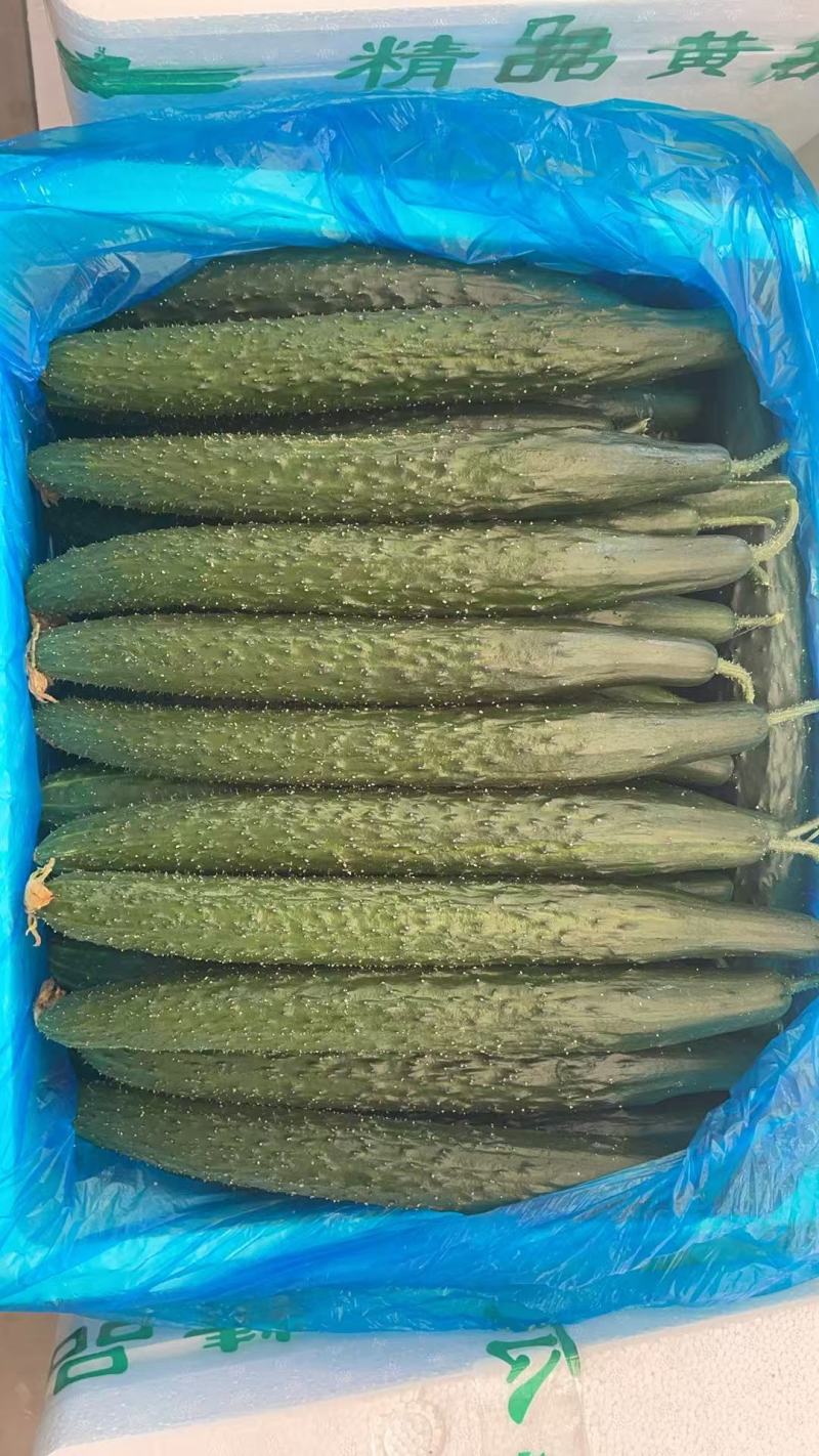 （牛）精品密刺黄瓜量大品质保证量大从优一手货源欢迎联系