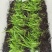 紫花三叉白芨直播苗，品质保证，死苗补发一手货源，欢迎来电