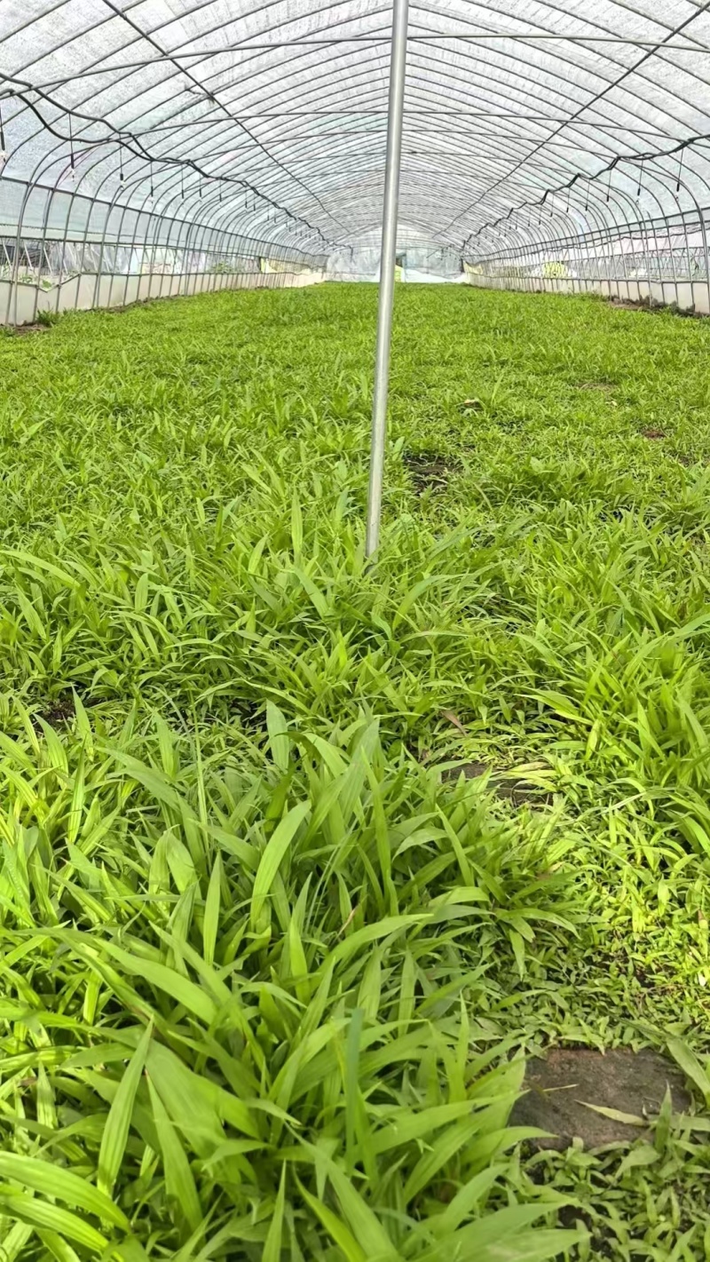 紫花三叉白芨直播苗，品质保证，死苗补发一手货源，欢迎来电