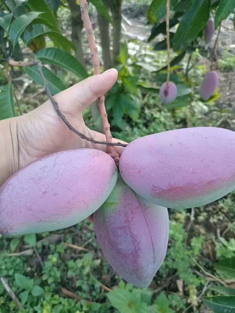 贵妃芒预售中