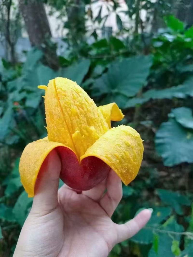 贵妃芒预售中