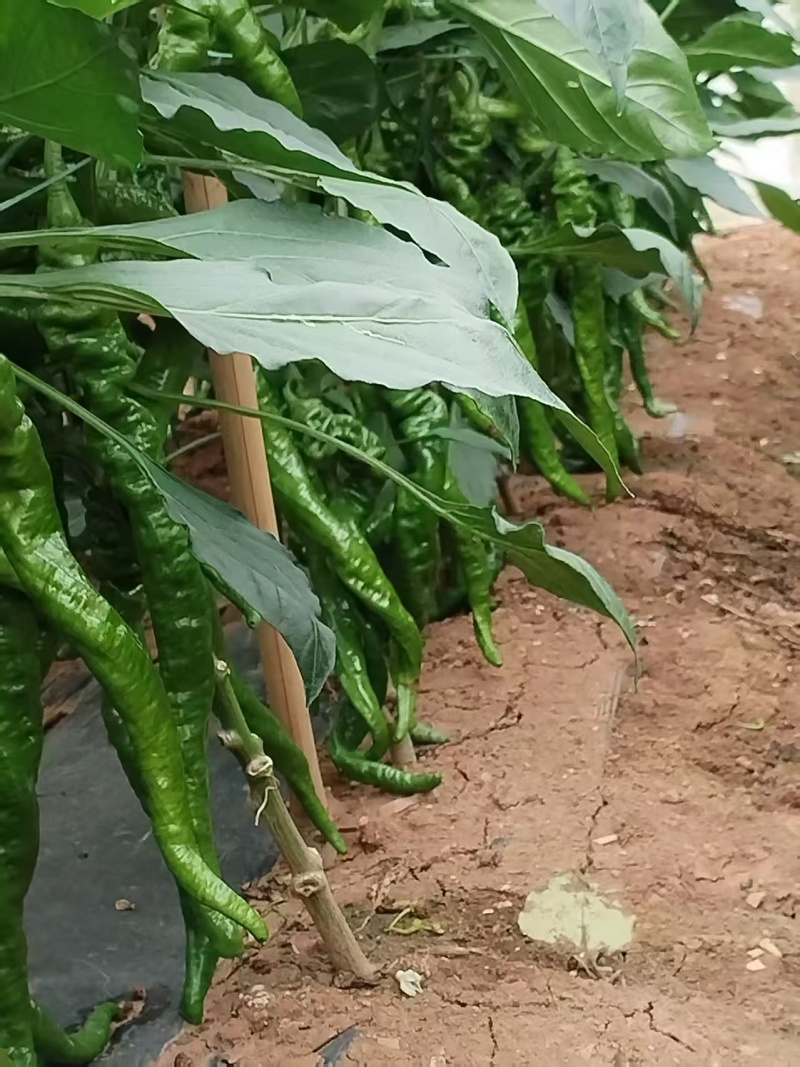 辣椒大量上市中