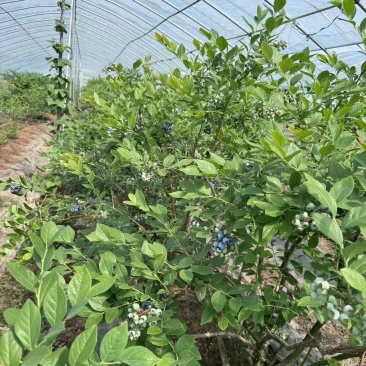蓝莓上市中各种品种
