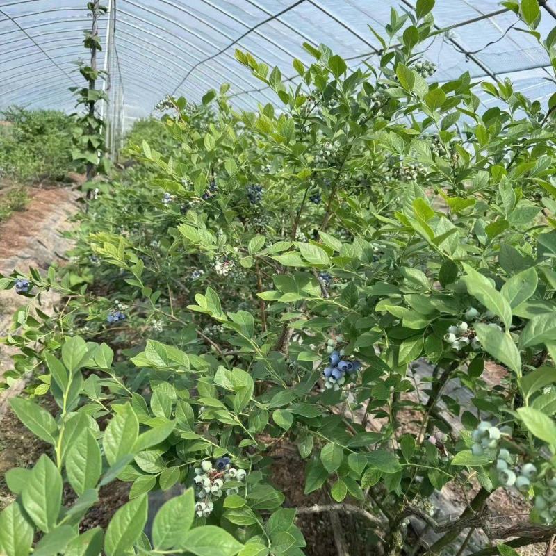 蓝莓上市中各种品种