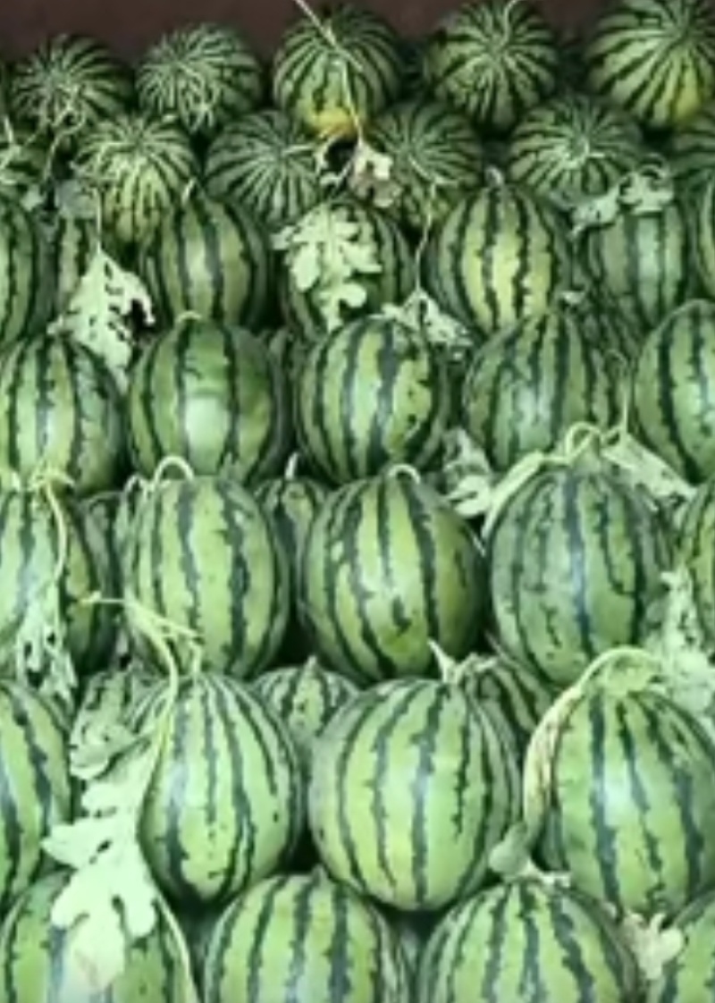 禹城西瓜上市中
