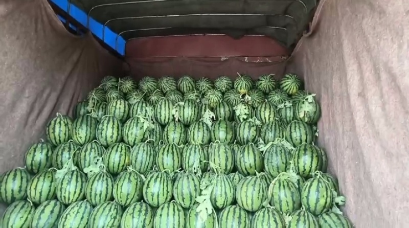 禹城西瓜上市中