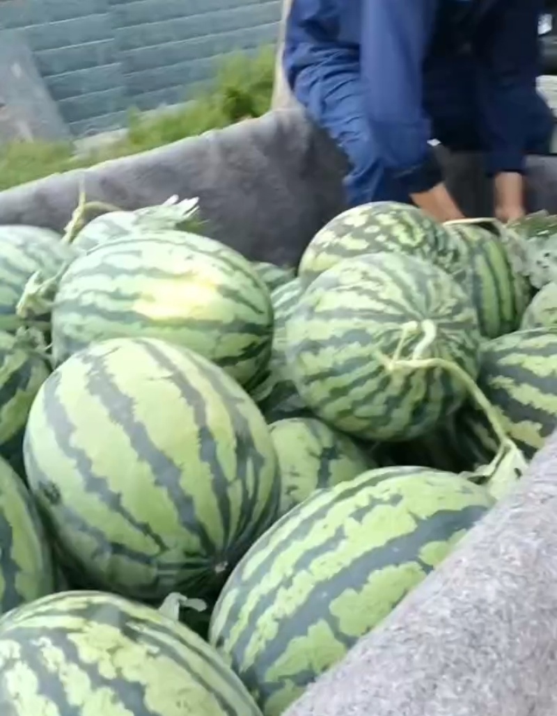 禹城西瓜上市中