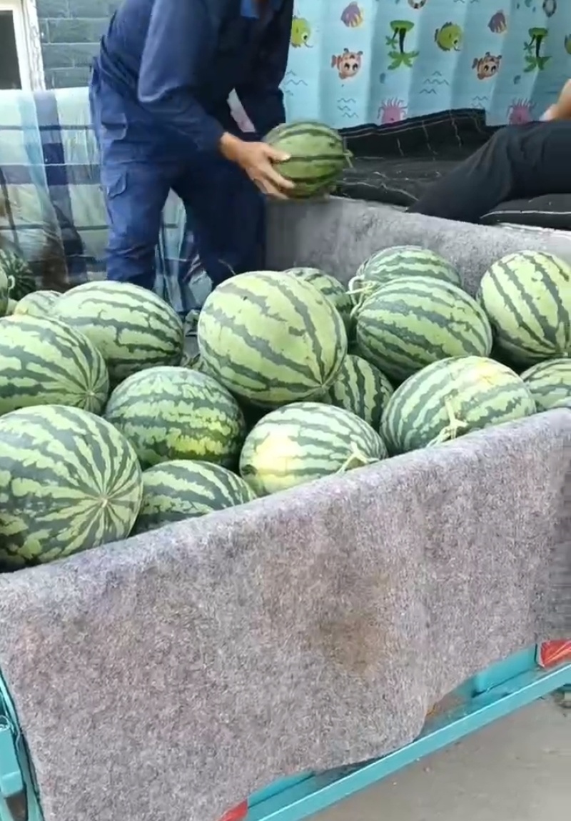 禹城西瓜上市中