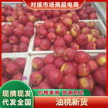 油桃，品质保证，价格优惠，产地直发，实力商家