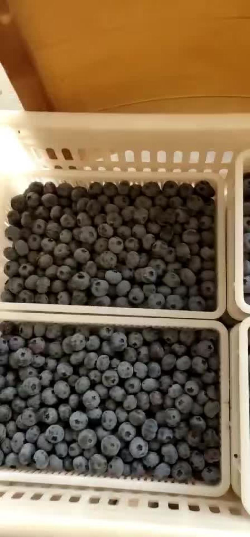 蓝莓上市中各种品种