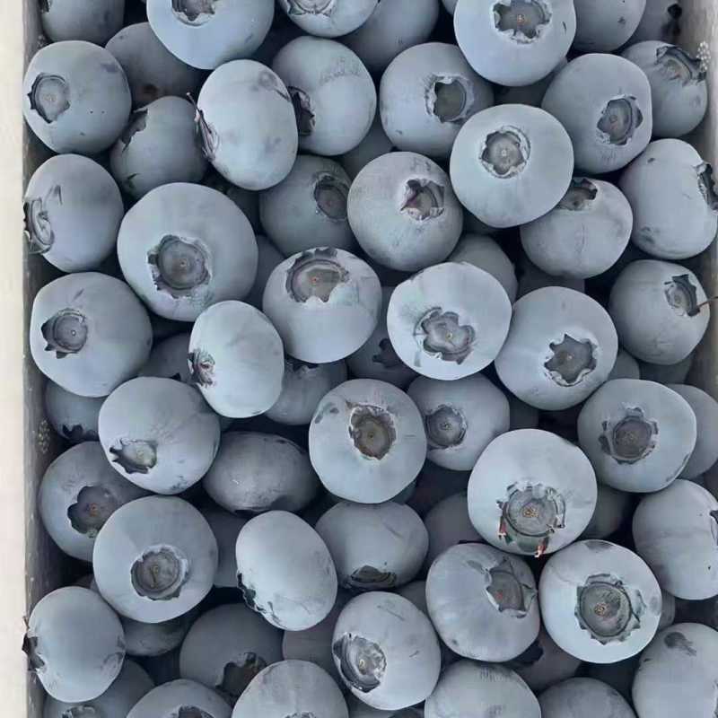 蓝莓上市中各种品种